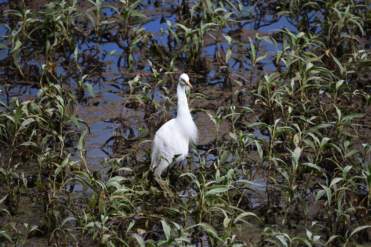 Plumed Egret - Ezra Garfield