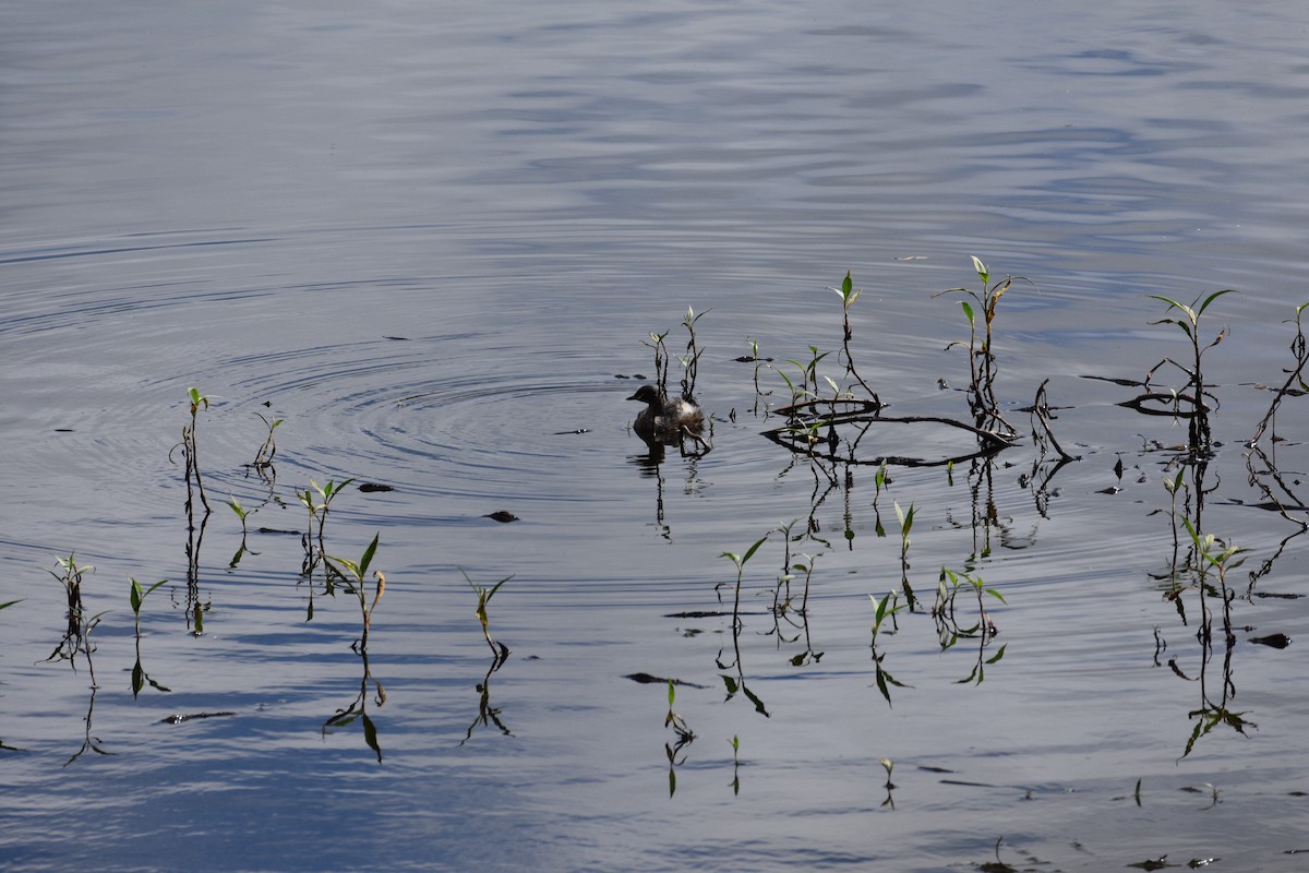 Australasian Grebe - ML595935861