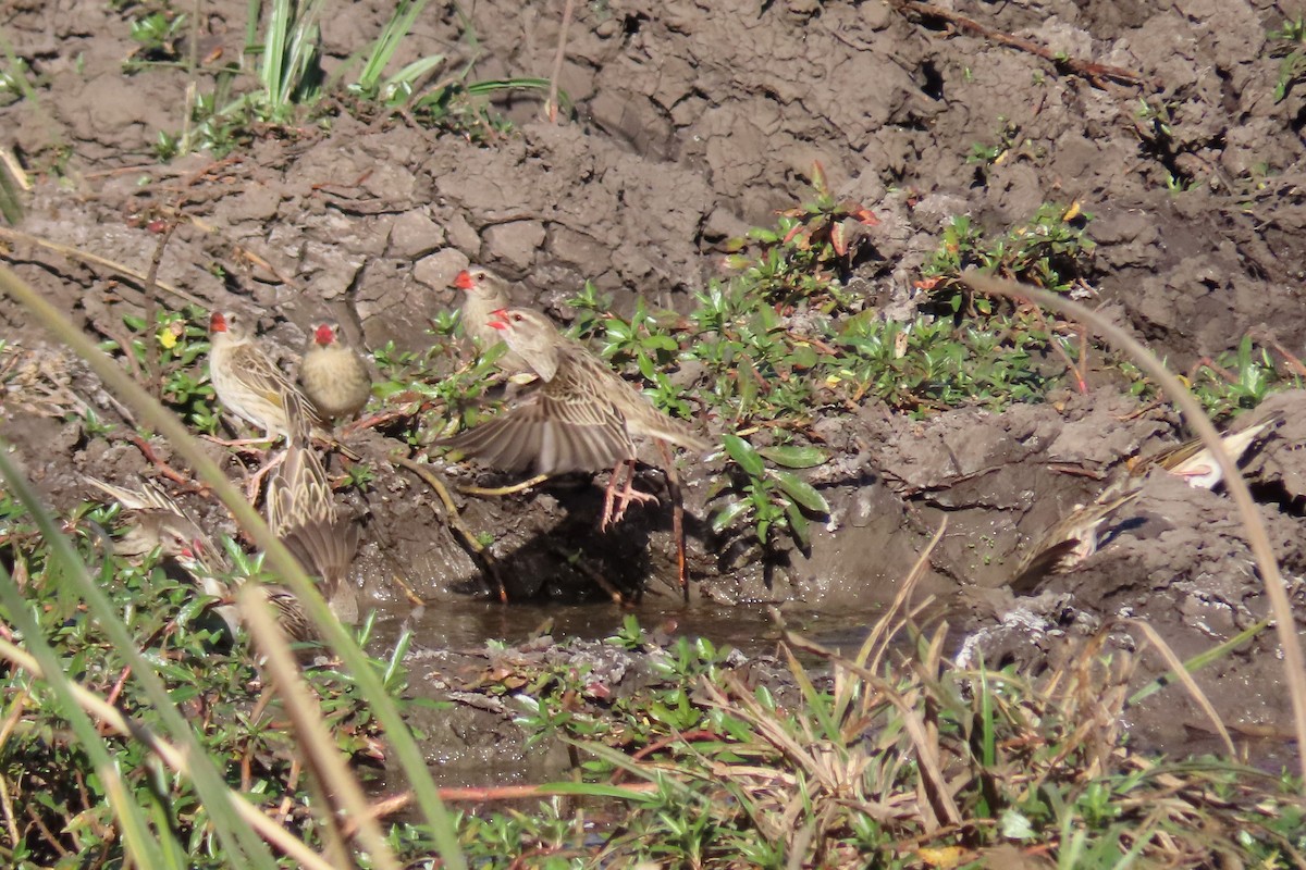 Red-billed Quelea - ML595935891