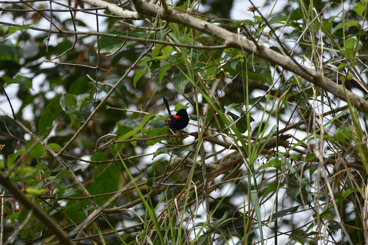 Red-backed Fairywren - Ezra Garfield