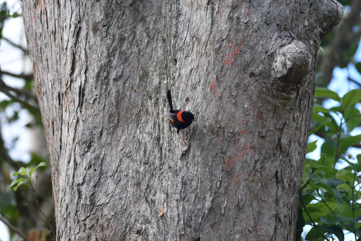 Red-backed Fairywren - ML595936221