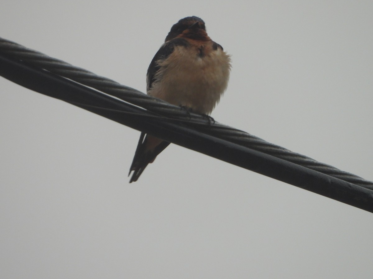 Barn Swallow - Ron White