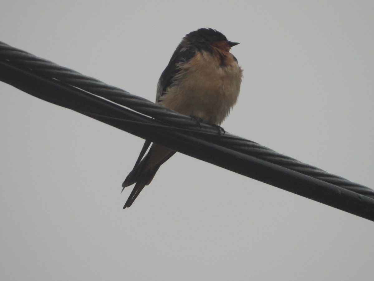 Barn Swallow - Ron White