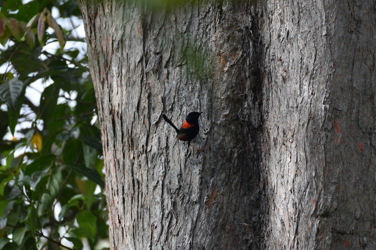 Red-backed Fairywren - ML595936681