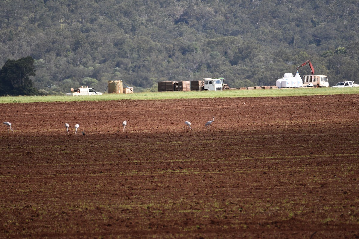 Brolga Turnası - ML595936781