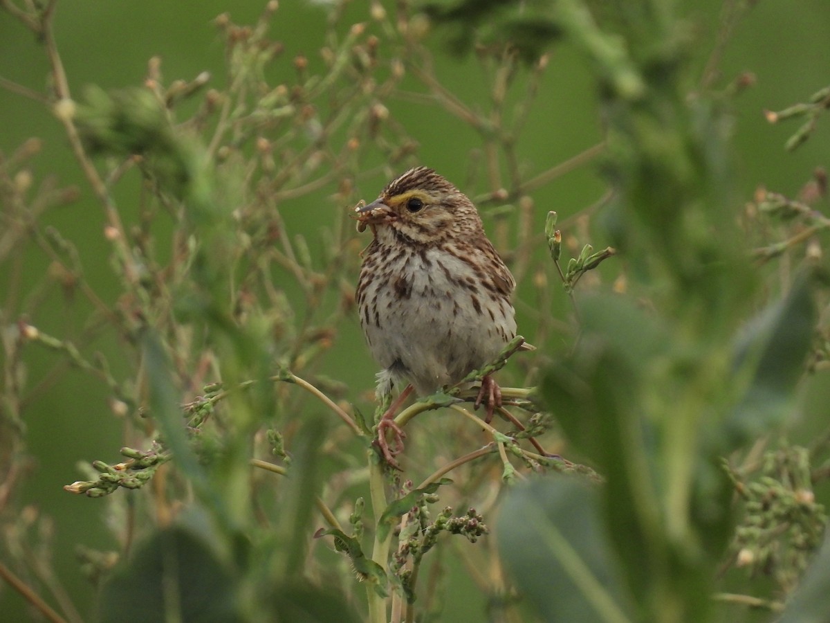 Savannah Sparrow - ML595936821