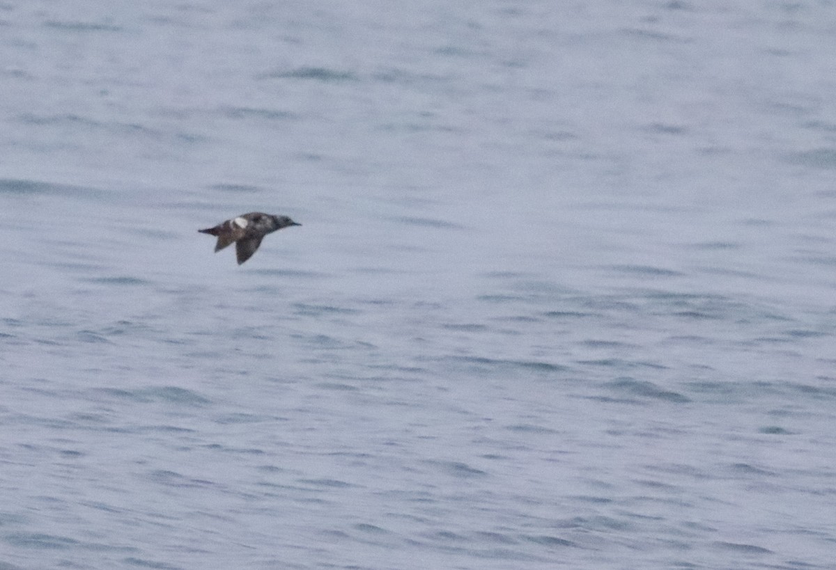 Pigeon Guillemot - ML595937291