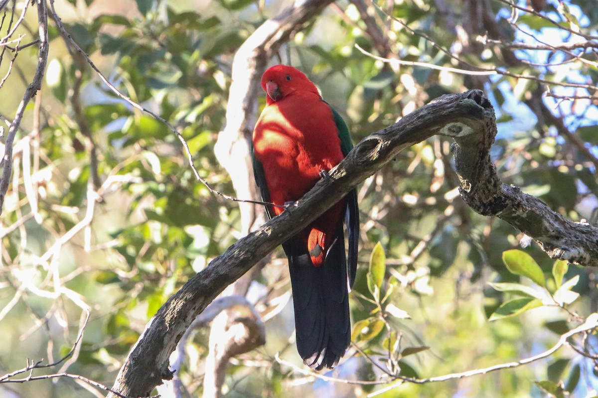 Australian King-Parrot - ML595937361