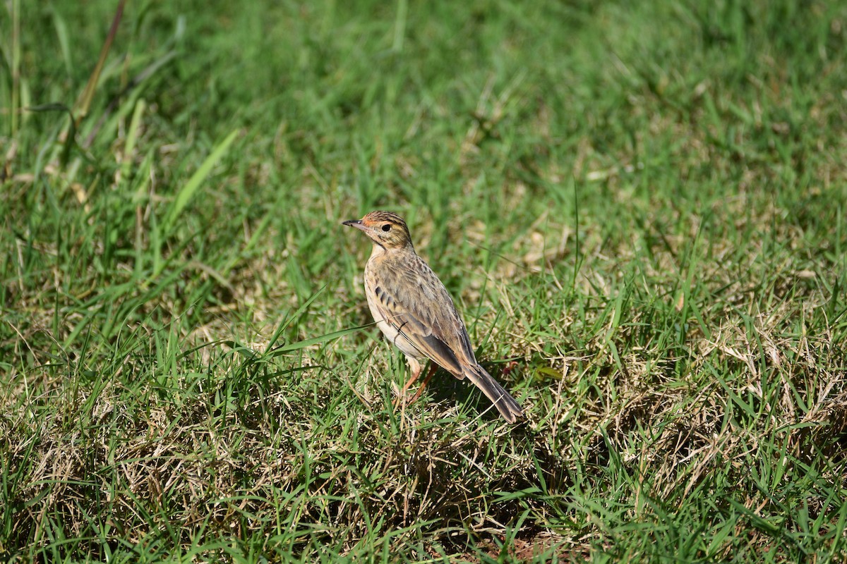 Australian Pipit - Ezra Garfield