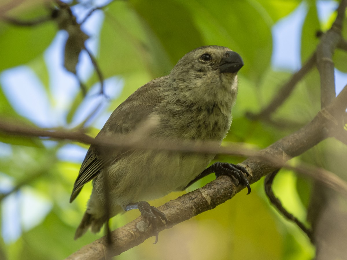 Medium Tree-Finch - ML595937881