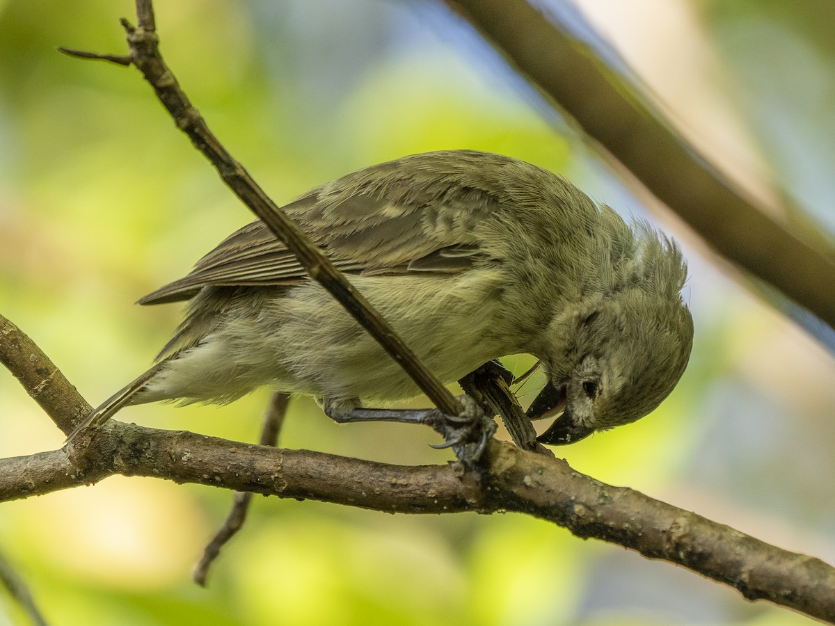 Medium Tree-Finch - ML595937891