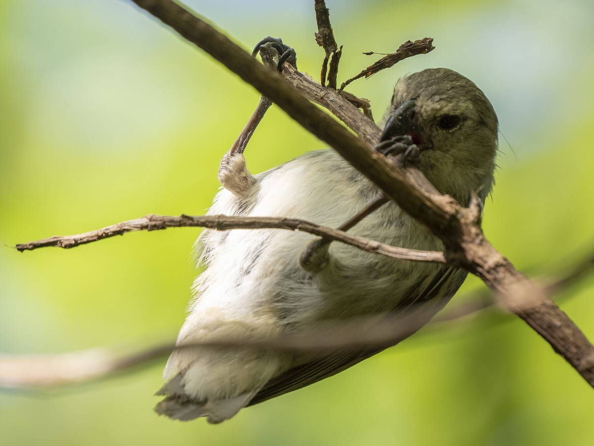 Medium Tree-Finch - ML595937901