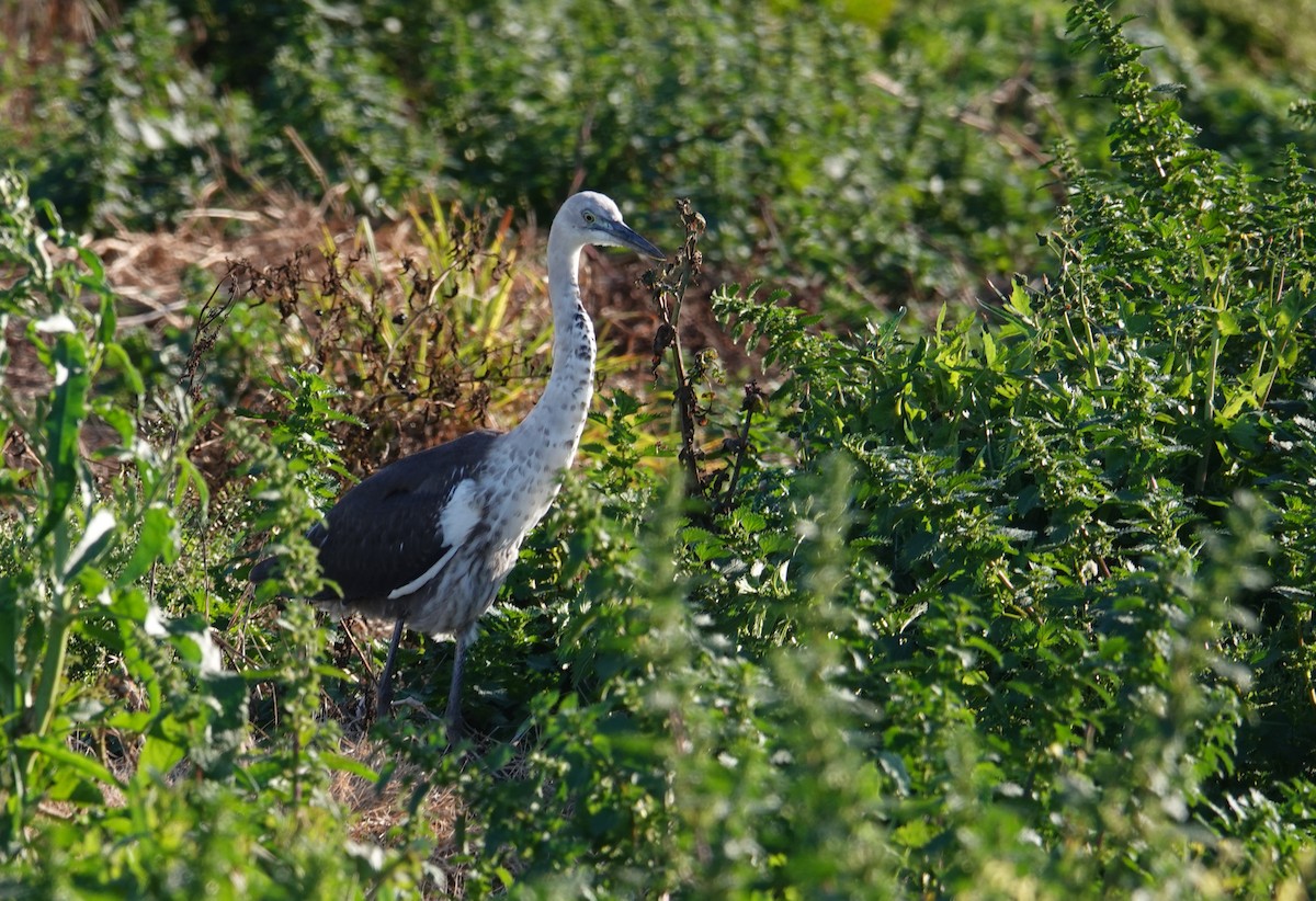 Pacific Heron - ML595937991