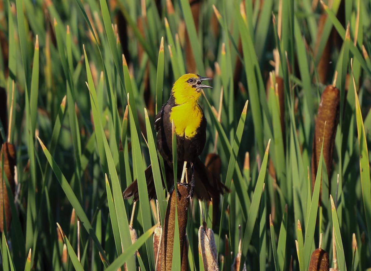 Yellow-headed Blackbird - ML595938001