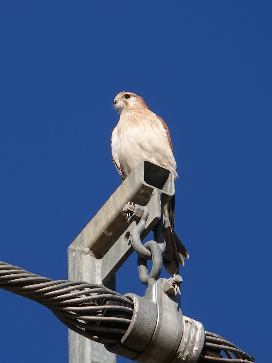 Nankeen Kestrel - ML595938221