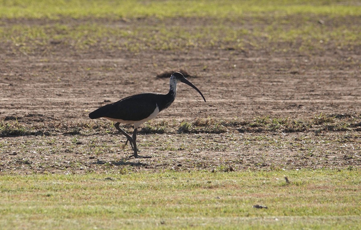 Straw-necked Ibis - ML595938311