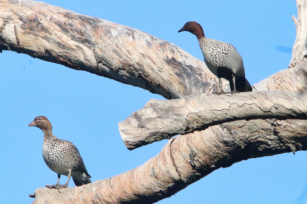 Canard à crinière - ML595938421