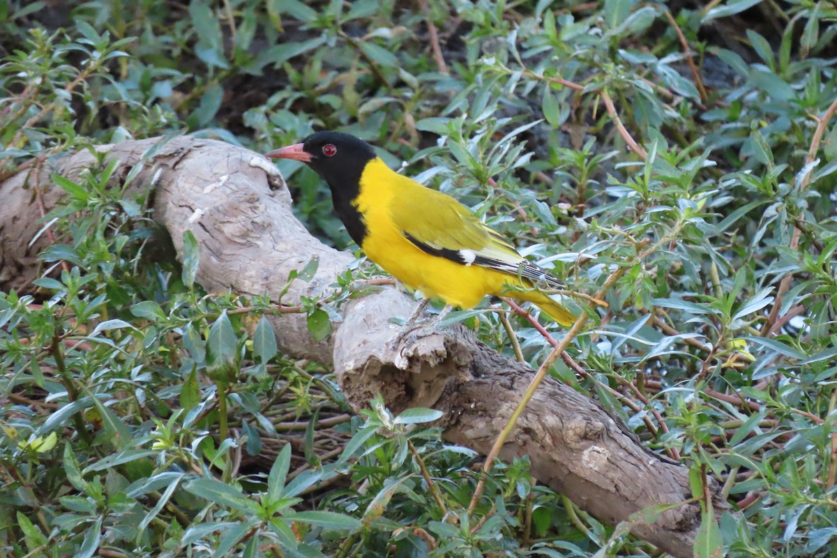 African Black-headed Oriole - ML595939891