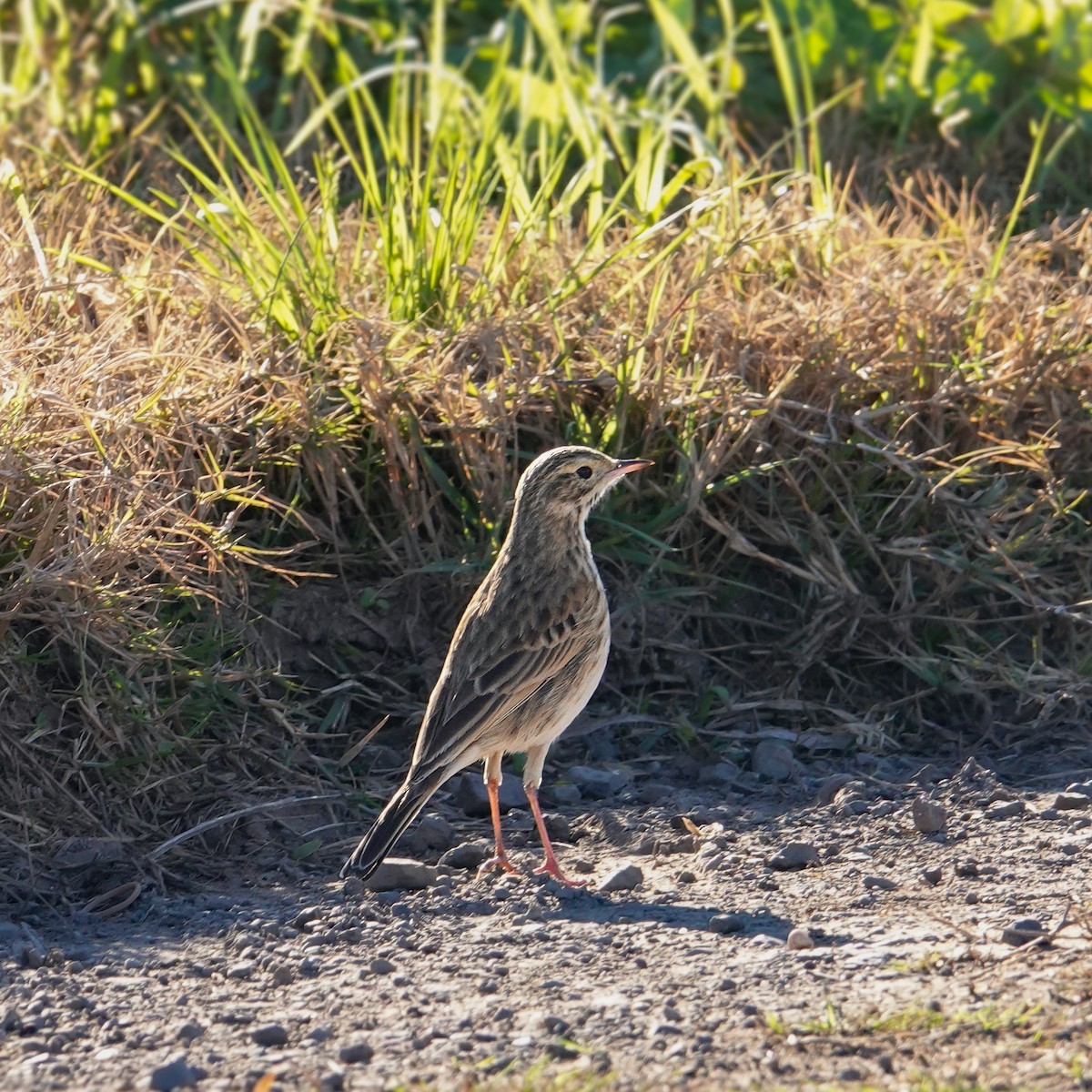 Australian Pipit - ML595940251