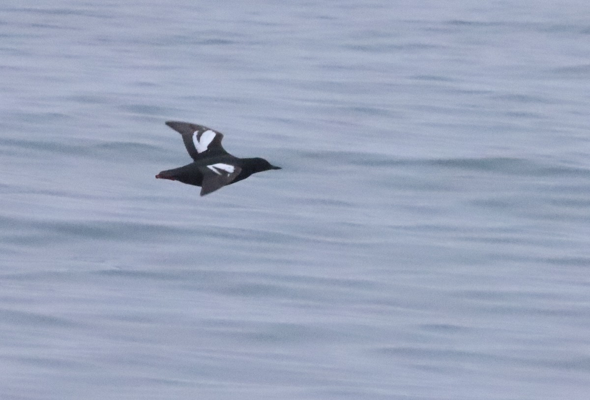 Pigeon Guillemot - ML595940291