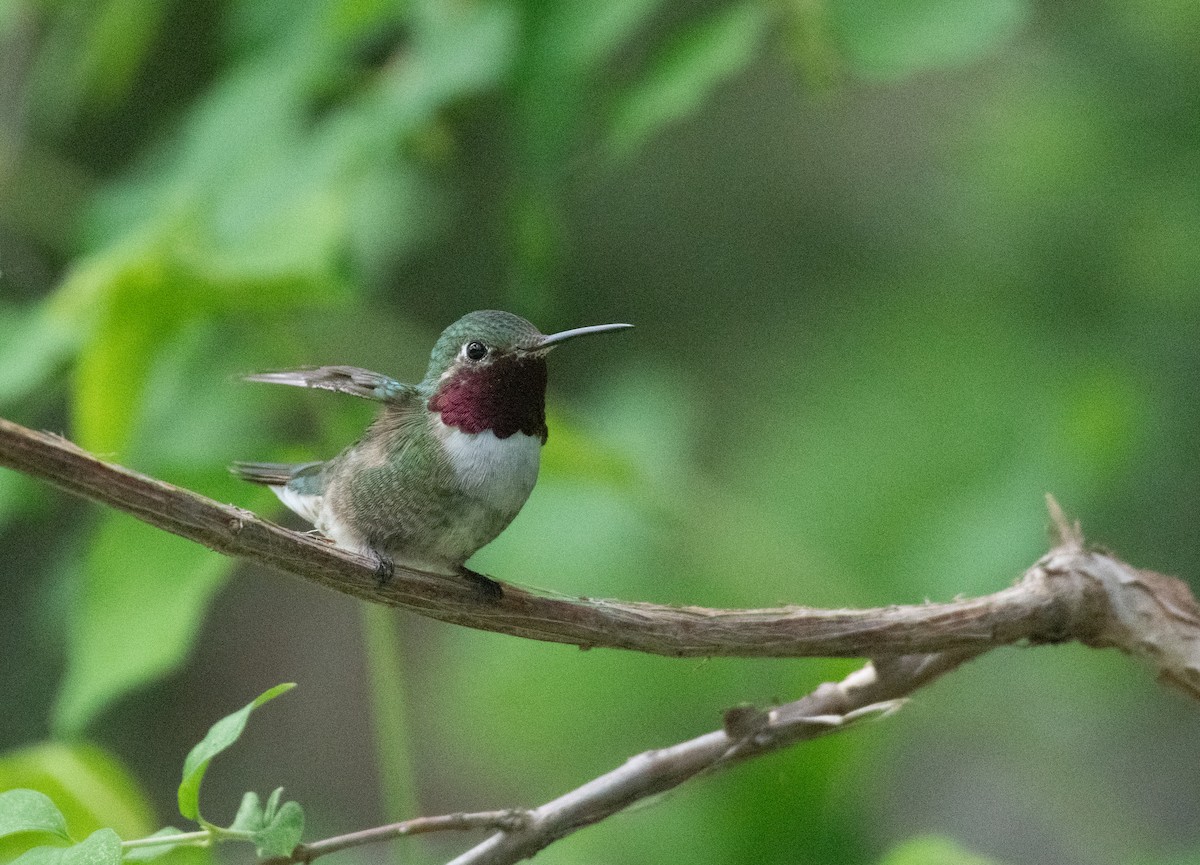 Broad-tailed Hummingbird - Esther Sumner
