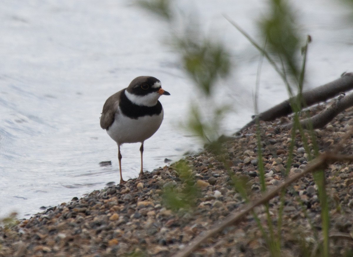 Semipalmated Plover - ML595940691