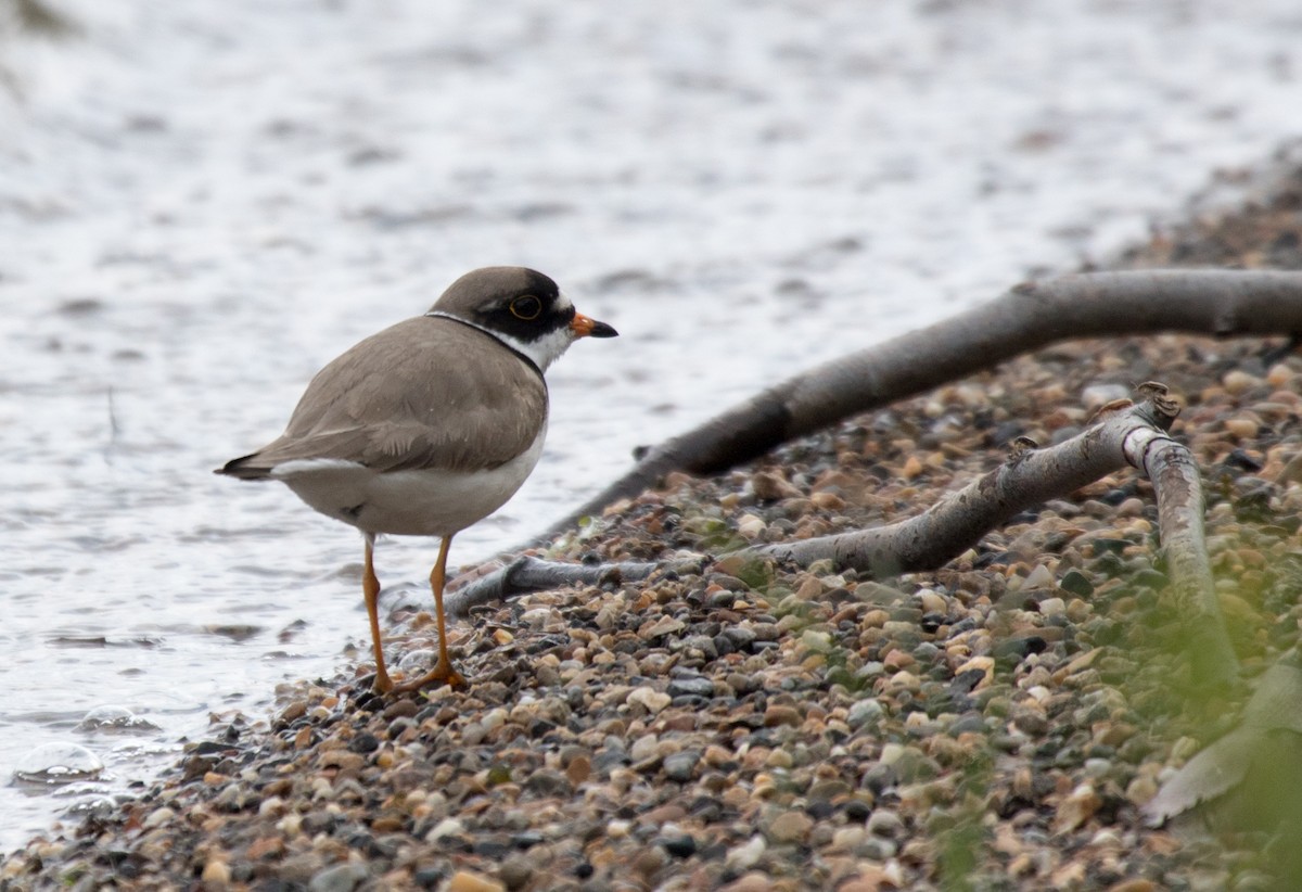 Semipalmated Plover - ML595940701