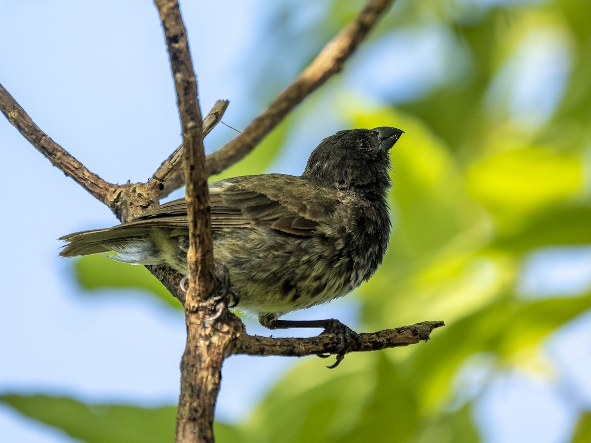 Medium Tree-Finch - ML595940911