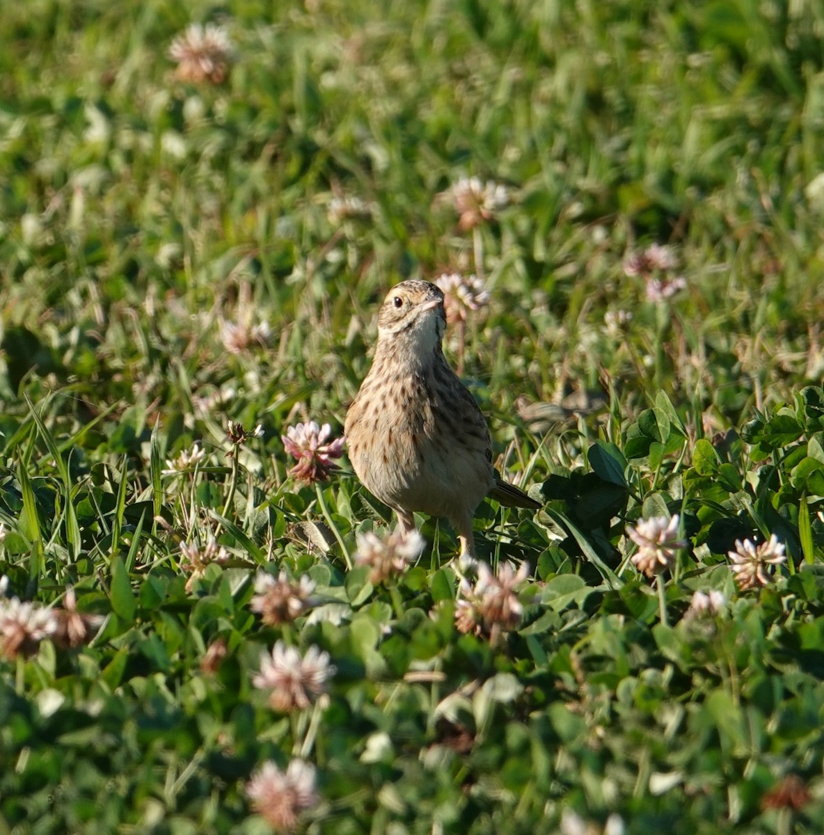 Australian Pipit - ML595940971