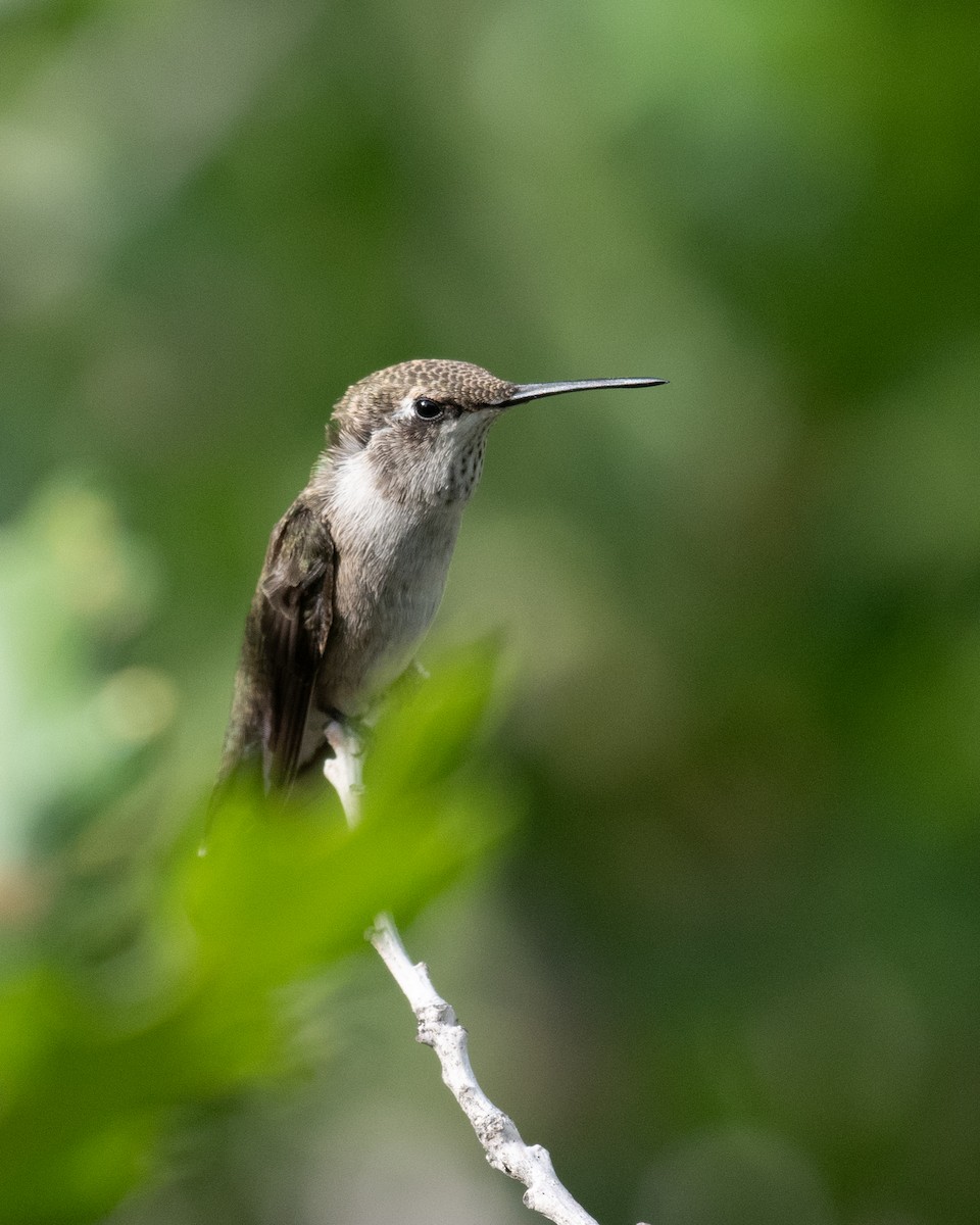 Black-chinned Hummingbird - ML595941331