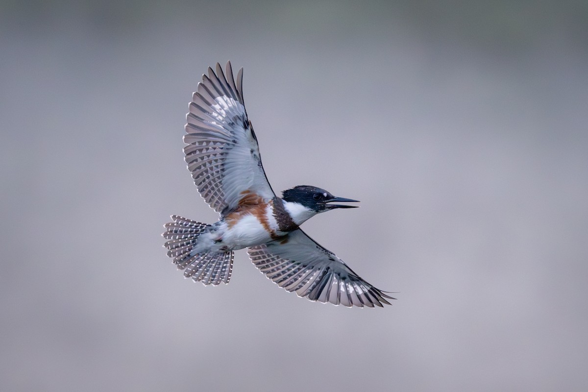 Belted Kingfisher - ML595942621