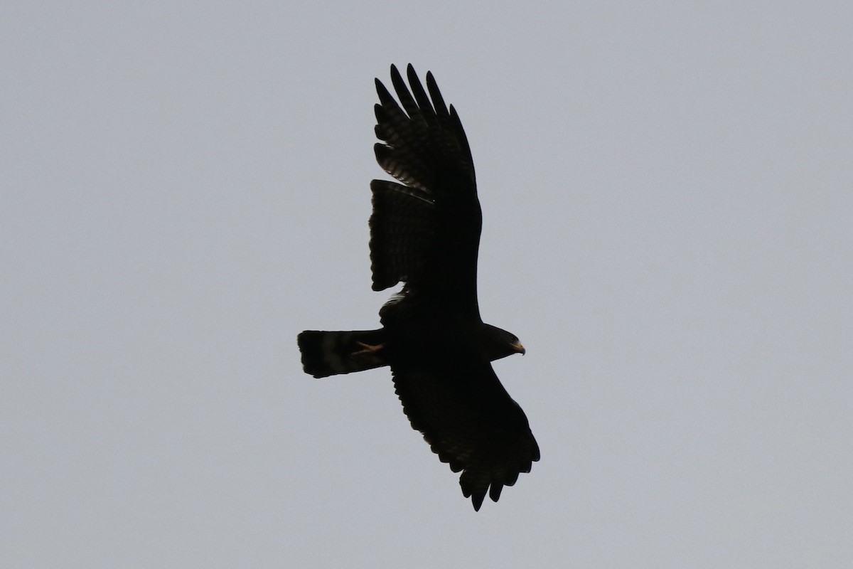 Zone-tailed Hawk - ML595944971