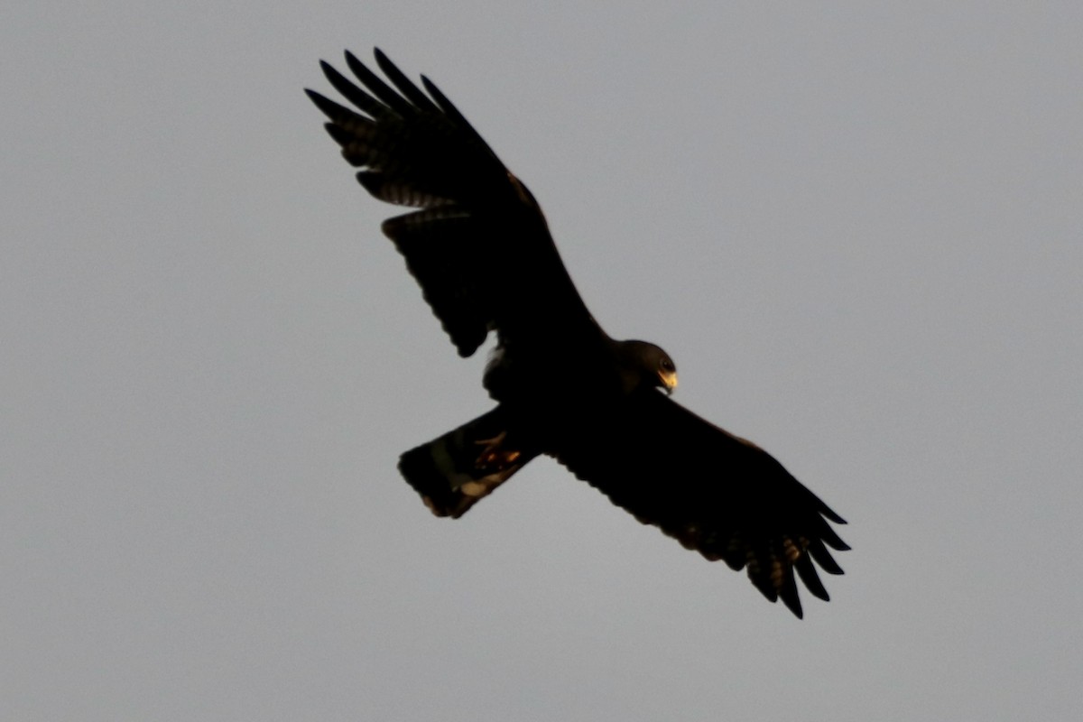 Zone-tailed Hawk - ML595944981