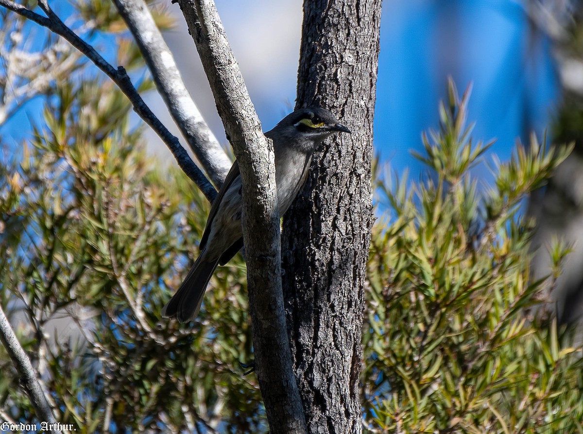 Yellow-faced Honeyeater - ML595945551