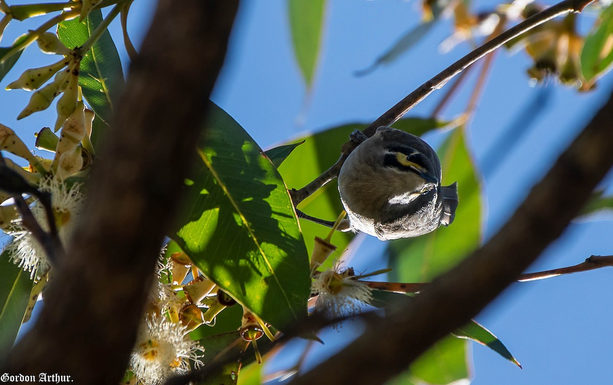 Yellow-faced Honeyeater - ML595945741