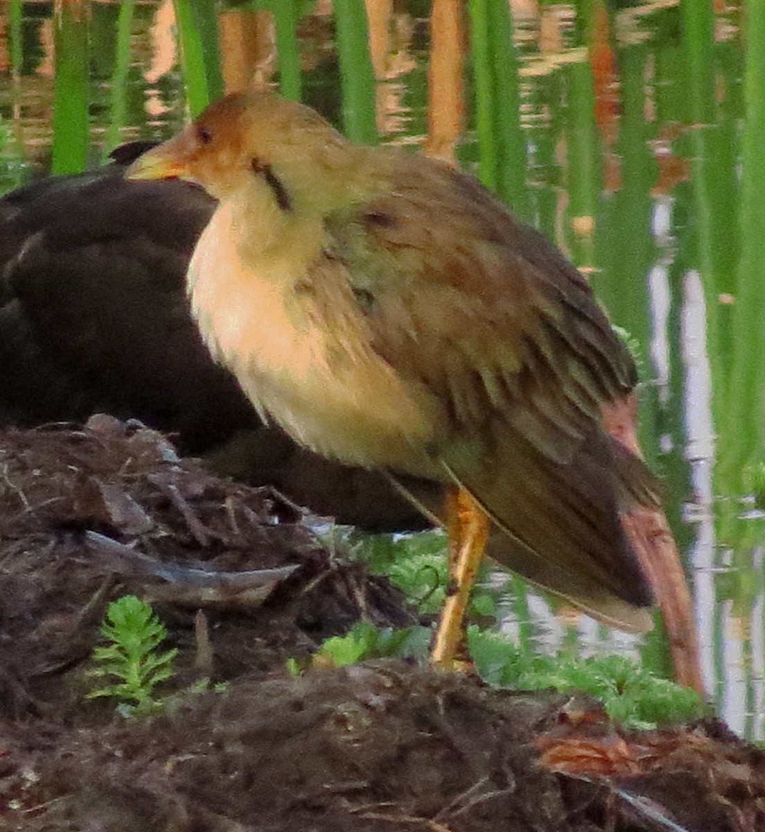 Purple Gallinule - ML595946421