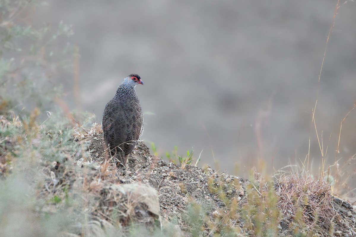 Harwood's Spurfowl - Mathieu Bally