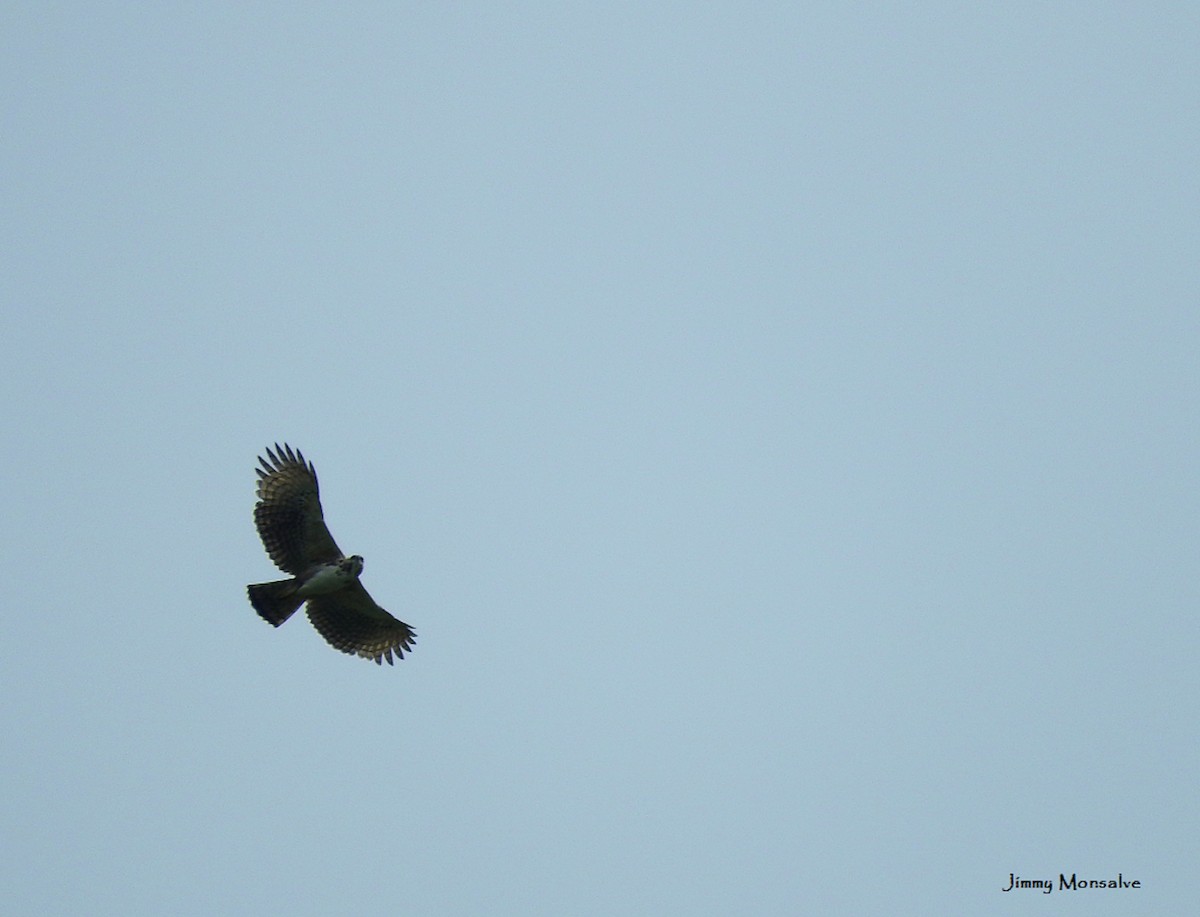 Black-and-chestnut Eagle - ML59594851