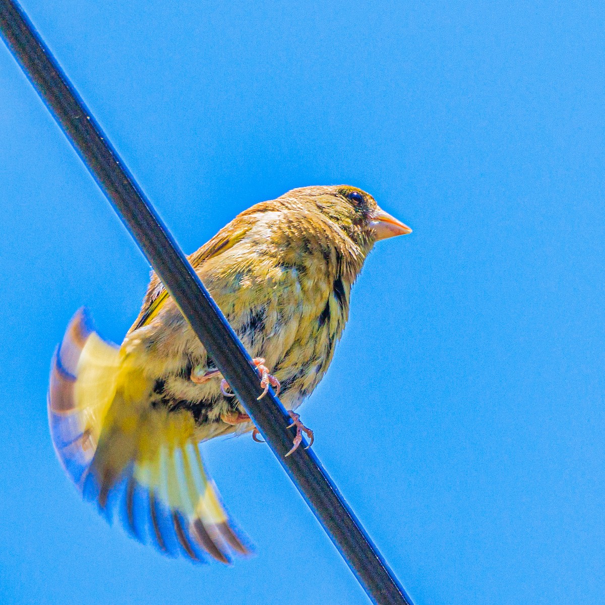 Oriental Greenfinch - ML595948801