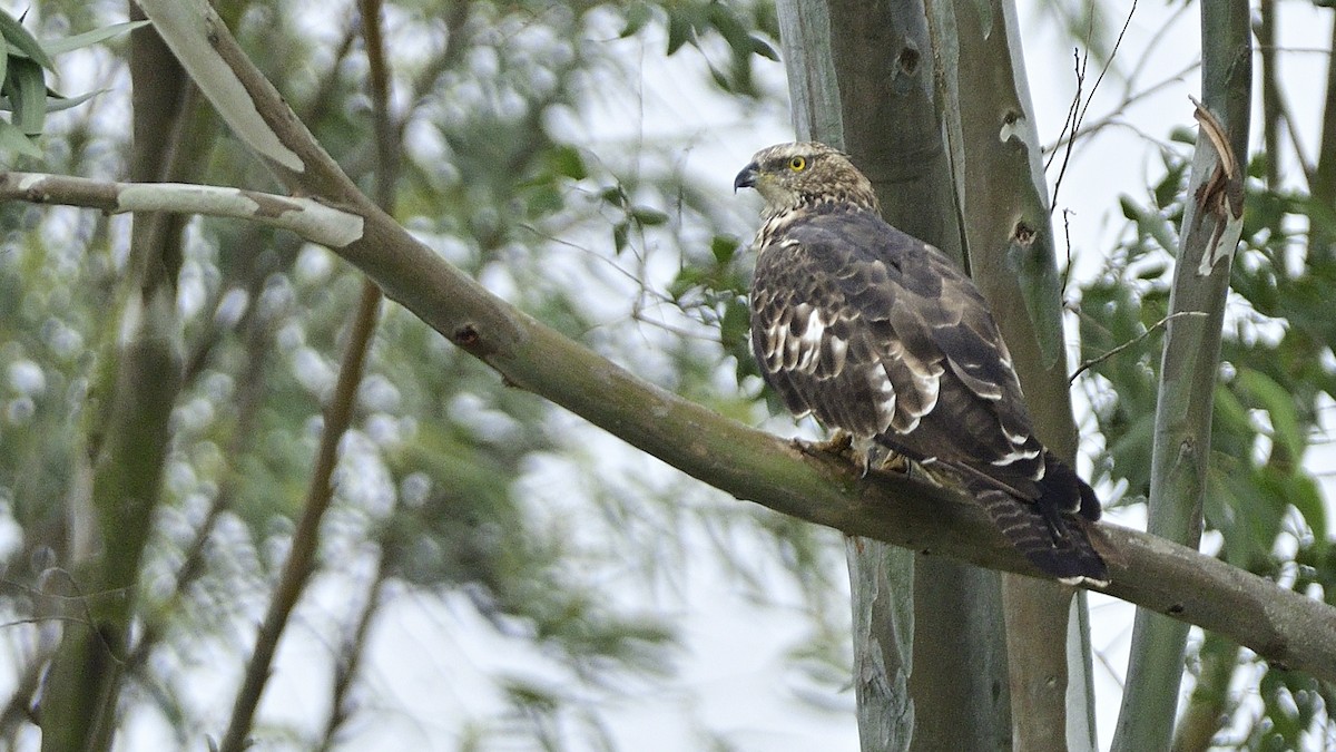 Oriental Honey-buzzard - Sanjay Malik