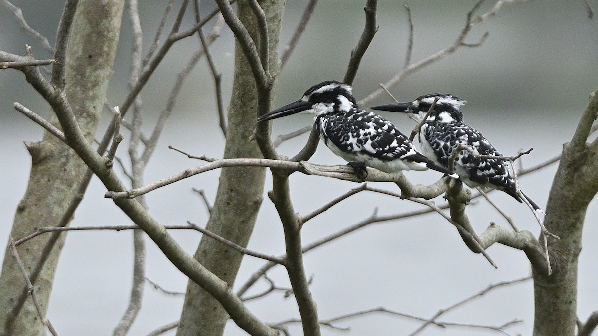 Pied Kingfisher - ML595948981