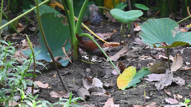 Andaman Crake - ML595949061