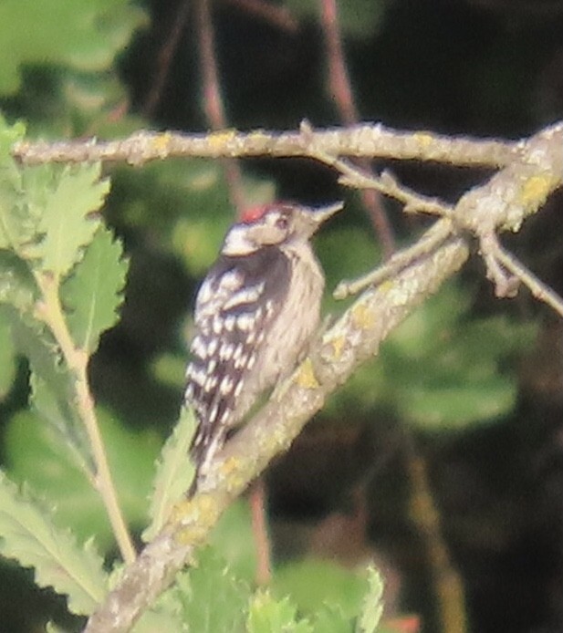 Lesser Spotted Woodpecker - ML595949251