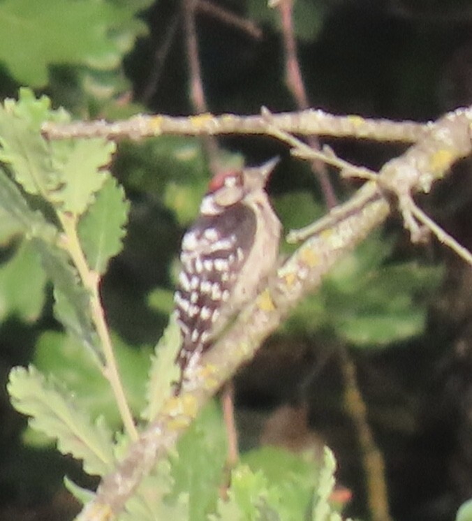 Lesser Spotted Woodpecker - ML595949261