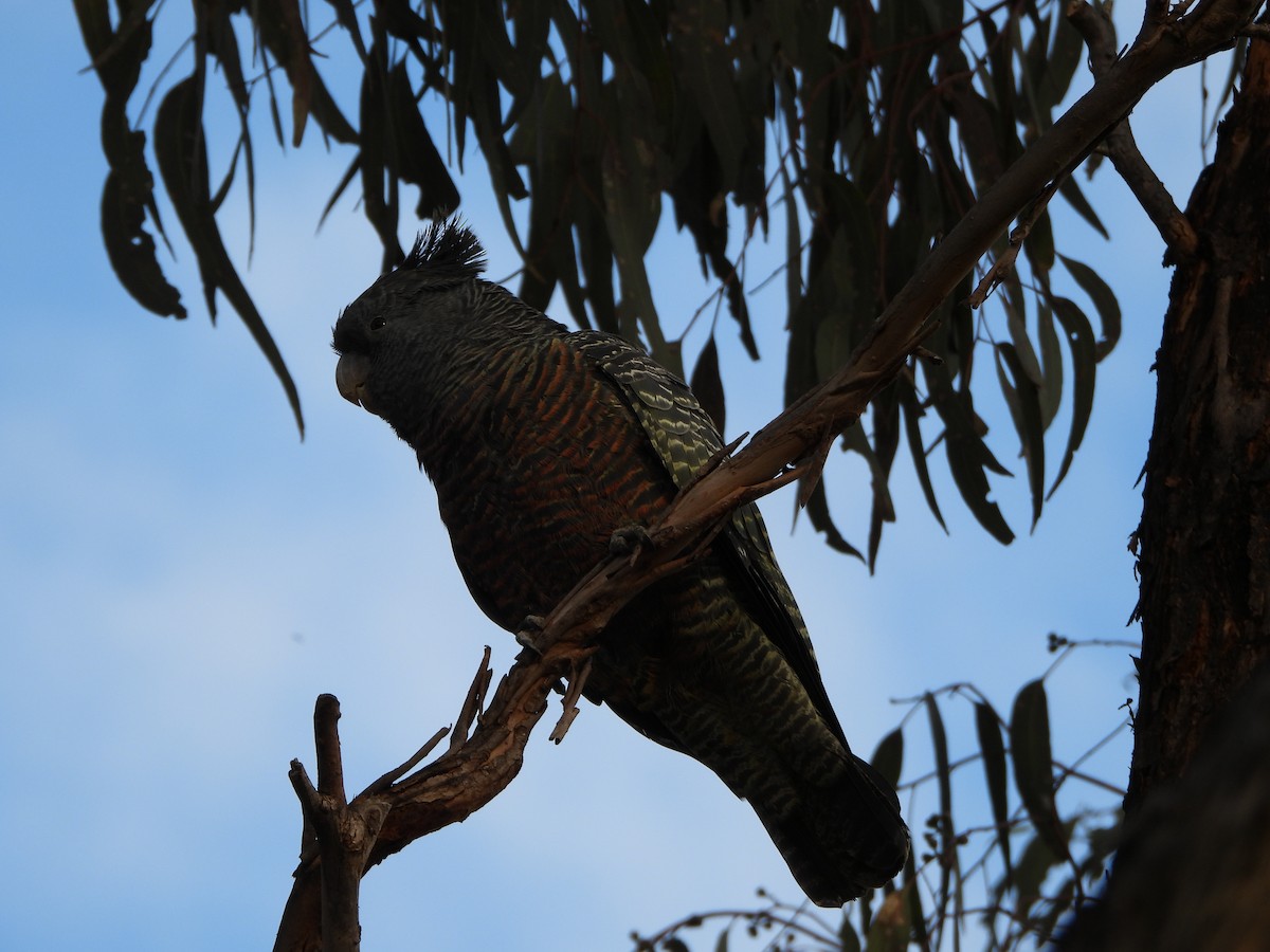 Gang-gang Cockatoo - ML595950001