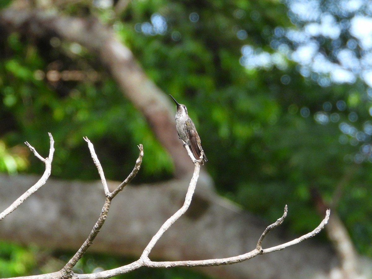 kolibřík achátový - ML595950261