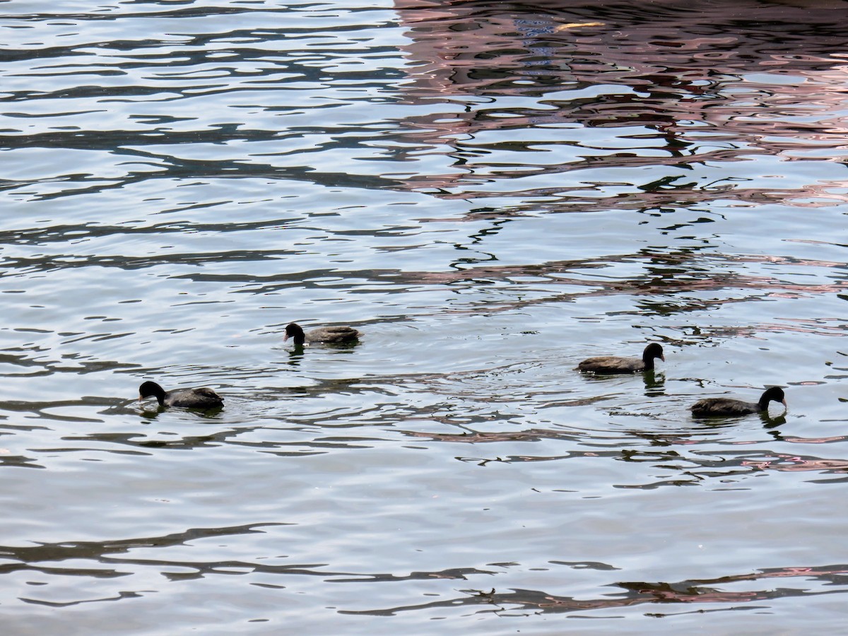 Eurasian Coot - ML595950501