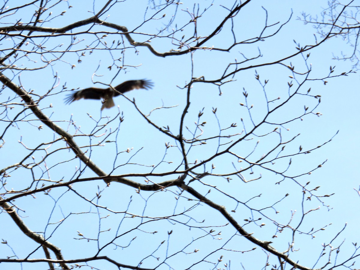 Black Kite - ML595950511