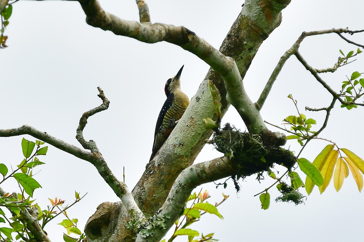 Black-cheeked Woodpecker - ML595950891