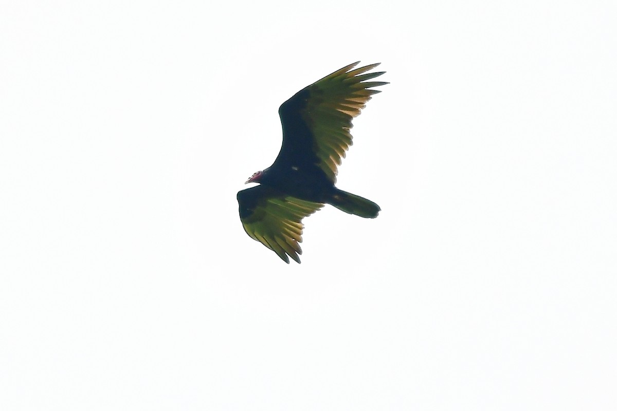 Turkey Vulture - ML595951161